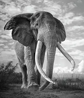 Amazing Low Angle Portrait of Large Elephant Known as Craig in Amboseli, Kenya