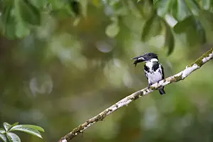 Amazon Kingfisher