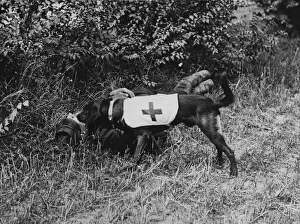 Associations Europe Prints: Ambulance Dog