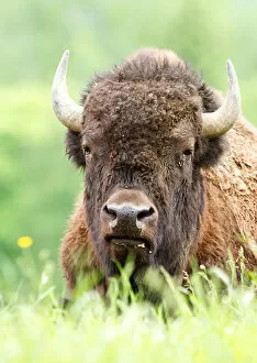 Images Dated 3rd June 2012: America Buffalo