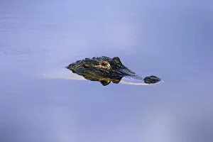 Images Dated 22nd March 2013: American Alligator -Alligator mississippiensis- in water, Wakodahatchee Wetlands, Delray Beach