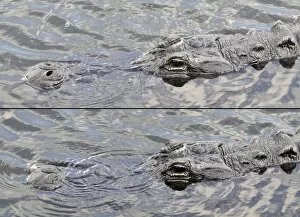 Images Dated 7th December 2007: American alligator, Alligator mississippiensis, with nostrils open for breathing at top