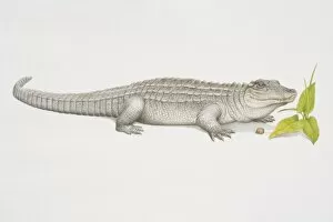 Images Dated 11th July 2006: American Alligator (alligator mississippiensis), side view