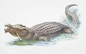 American Alligator, Alligator mississippiensis, eating leg