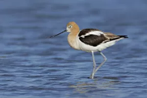 Images Dated 1st August 2017: American Avocet