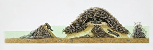 Images Dated 5th April 2006: American Beaver, Castor canadensis, cross-section of beavers in their dam