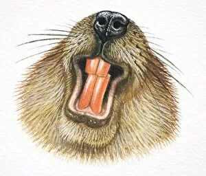 Images Dated 5th April 2006: American Beaver, Castor canadensis, beaver showing its teeth