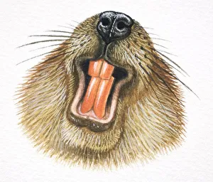 Images Dated 5th April 2006: American Beaver, Castor canadensis, beaver showing its teeth