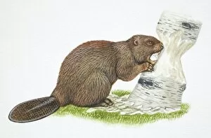 American Beaver, Castor canadensis, gnawing away at a tree trunk