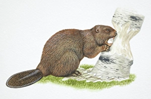 Images Dated 5th April 2006: American Beaver, Castor canadensis, gnawing away at a tree trunk