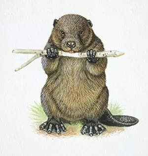 American Beaver, Castor canadensis, chewing a stick