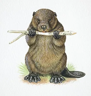 Images Dated 5th April 2006: American Beaver, Castor canadensis, chewing a stick