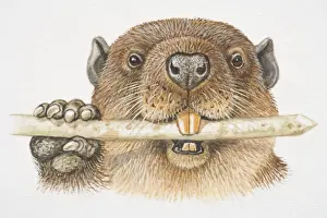 Tooth Prints: American Beaver (Castor canadensis) gnawing on a tree trunk