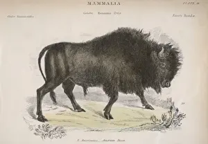 American Bison