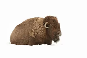 Images Dated 1st February 2014: American Bison