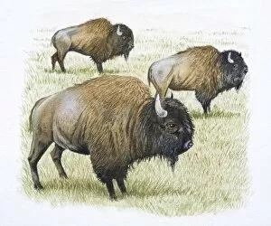 Bovidae Gallery: American Bison, Bison biso, side view