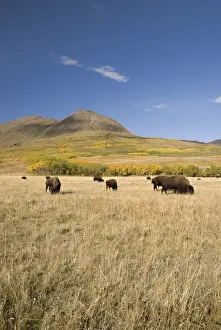 American Bison (Bison bison), Southern Alberta, Canada