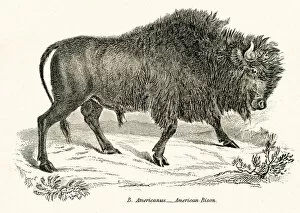 Images Dated 3rd April 2017: American Bison engraving 1803