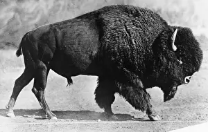 Bison