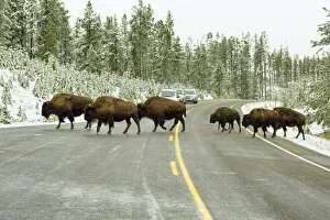 Images Dated 7th October 2011: American bisons -Bison bison- crossing the road leading to Old Faithful, Yellowstone National Park