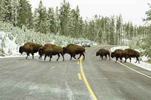 Bison Bison Prints: American bisons -Bison bison- crossing the road leading to Old Faithful