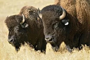 Images Dated 3rd October 2011: American bisons -Bison bison-, Hot Springs Park, Thermopolis, Wyoming, USA
