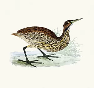 The History of British Birds by Morris Collection: American Bittern bird 19 century illustration