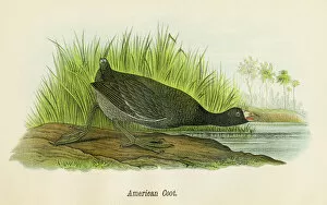 Images Dated 19th May 2017: American coot bird lithograph 1890