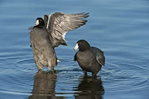 Images Dated 4th December 2015: American coots on late fall pond
