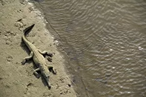 Images Dated 11th March 2011: American crocodile -Crocodylus acutus-, Tarcoles, Parque Nacional Carara National Park