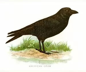 American crow bird lithograph 1897
