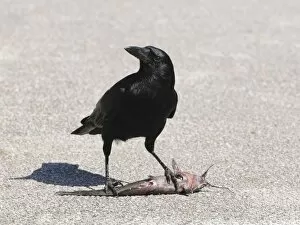 American crow, Corvus brachyrhynchos, eating a walking catfish, Clarias batrachus