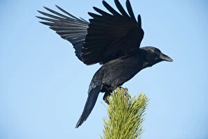 American crow landing on pine