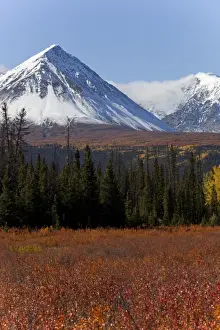 Yukon Prints: American dwarf birch, Resin birch or Shrub birch -Betula glandulosa- in Indian Summer