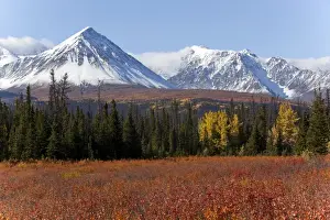 Yukon Prints: American dwarf birch, Resin birch or Shrub birch -Betula glandulosa- in Indian Summer