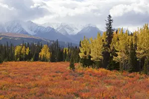 Yukon Prints: American dwarf birch, Resin birch or Shrub birch -Betula glandulosa- in Indian Summer