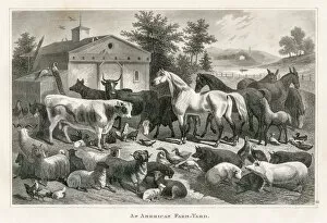 Images Dated 25th March 2017: American farm yard engraving 1873