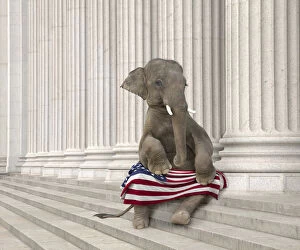 Elephant Gallery: american flag, animals, architecture, color image, concept, copy space, day, digital composite