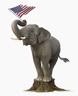 Elephant Gallery: american flag, animals, campaign, campaigning, color image, cut out, digital composite