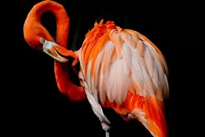 Images Dated 26th June 2008: American Flamingo