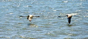 Images Dated 31st August 2012: American Flamingo -Phoenicopterus ruber-, Lesser Flamingo -Phoeniconaias minor- in Walvis Bay