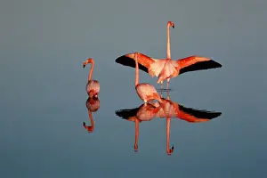 American flamingo (Phoenicopterus ruber) in water