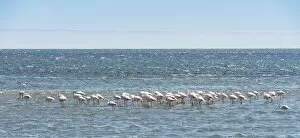 Images Dated 31st August 2012: American Flamingoes -Phoenicopterus ruber-, Lesser Flamingoes -Phoeniconaias minor- in Walvis Bay