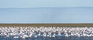 American Flamingoes -Phoenicopterus ruber-, Lesser Flamingoes -Phoeniconaias minor