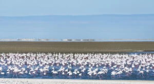 American flamingos -Phoenicopterus ruber- and Lesser Flamingos -Phoeniconaias minor