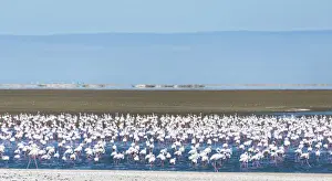 American flamingos -Phoenicopterus ruber- and Lesser Flamingos -Phoeniconaias minor-, Flamingo colony on sand bank at Walvis Bay, Erongo Region, Namibia