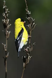 Solitude Gallery: American goldfinch in spring