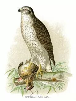 Hawk Bird Collection: American goshawk lithograph 1897