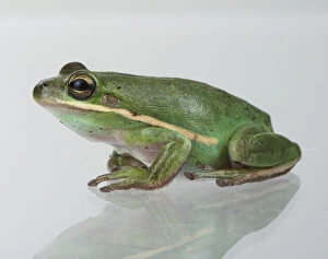 Images Dated 28th January 2015: american green tree frog, captive animals, georgia, green, hyla cinerea, nobody