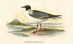 Images Dated 29th September 2017: American gull birds from Great Britain 1897